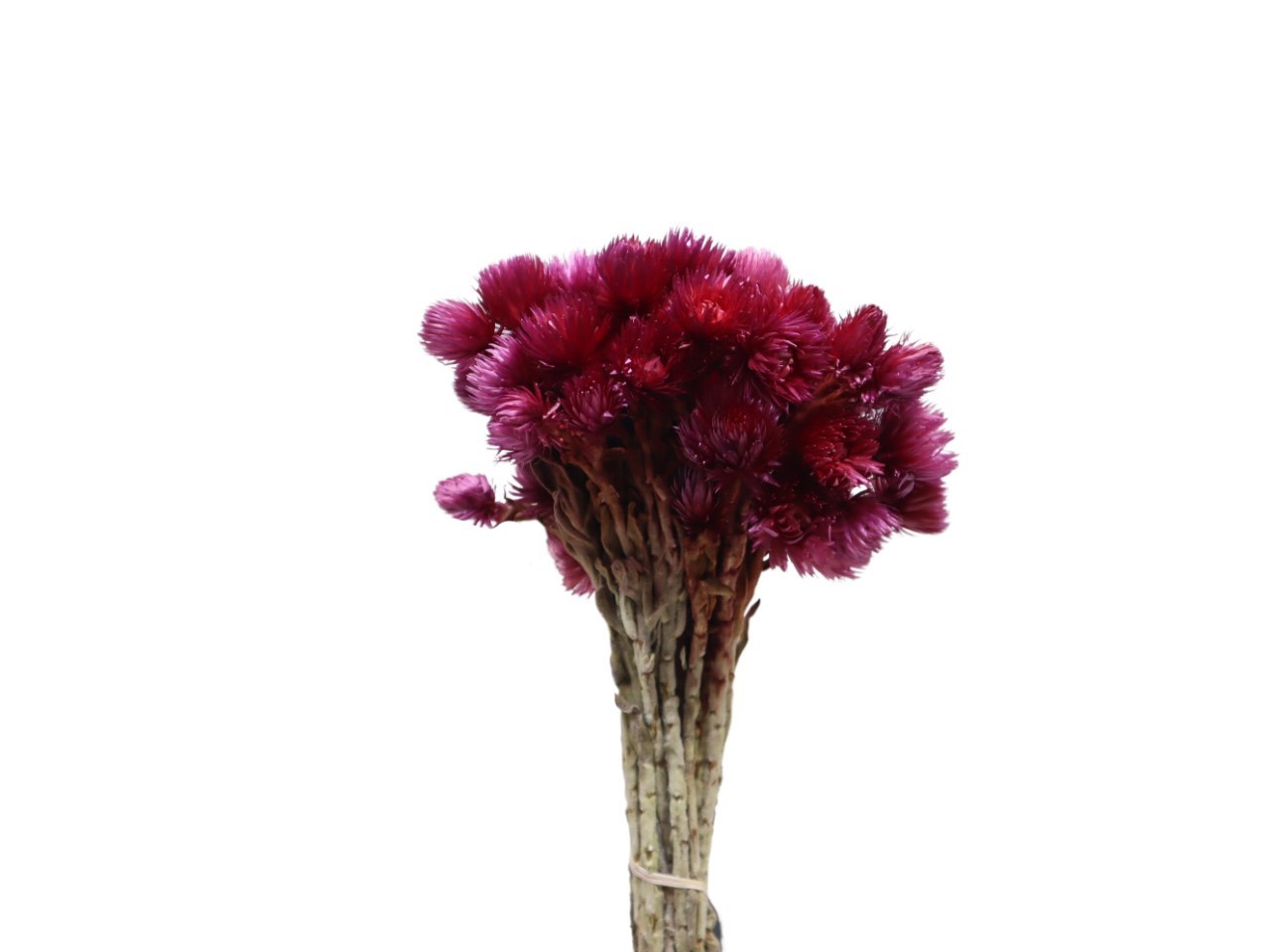 Capblumen bordeaux L30-40cm Bund 50 gr.