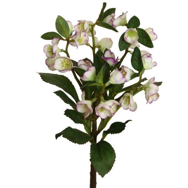 Helleborus Zweig 42cm purple-creme NETTO