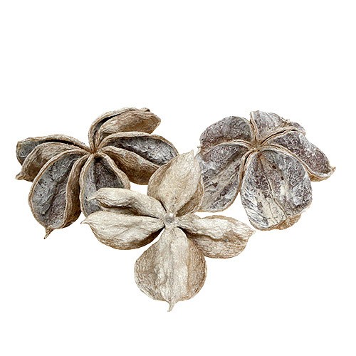Landlotus D9-12cm white washed