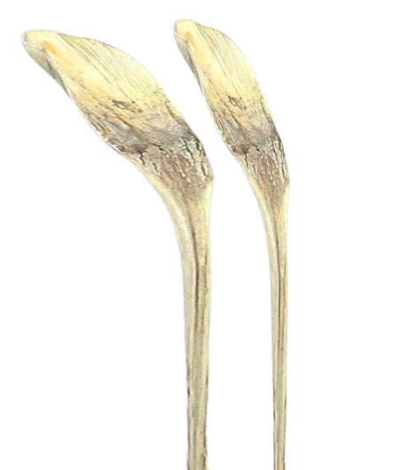 Hornspeer D5-6H20L50cm gebleicht