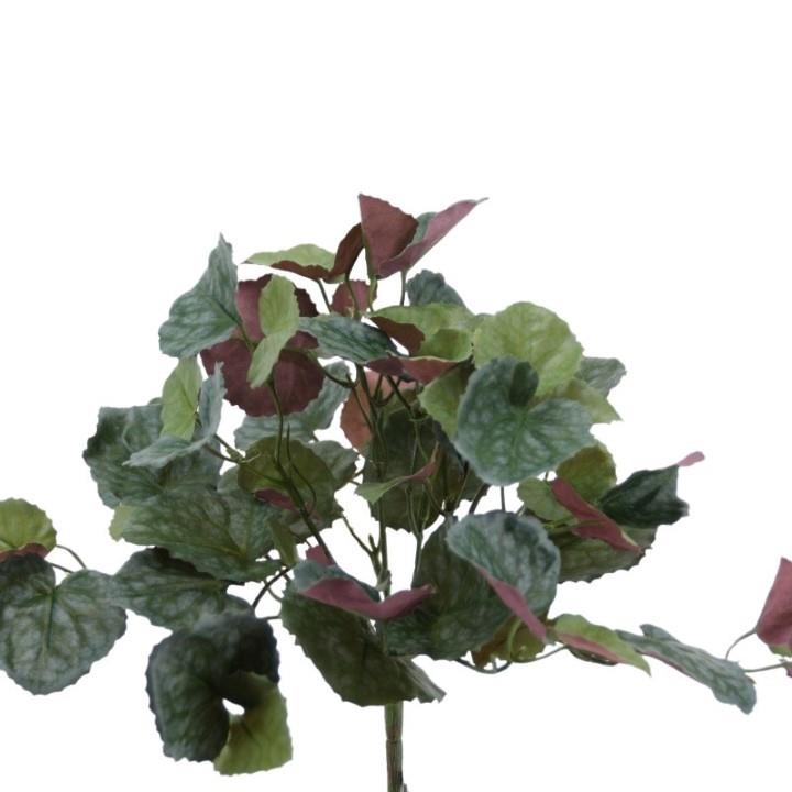 Senecio Busch 23 cm grau-grün