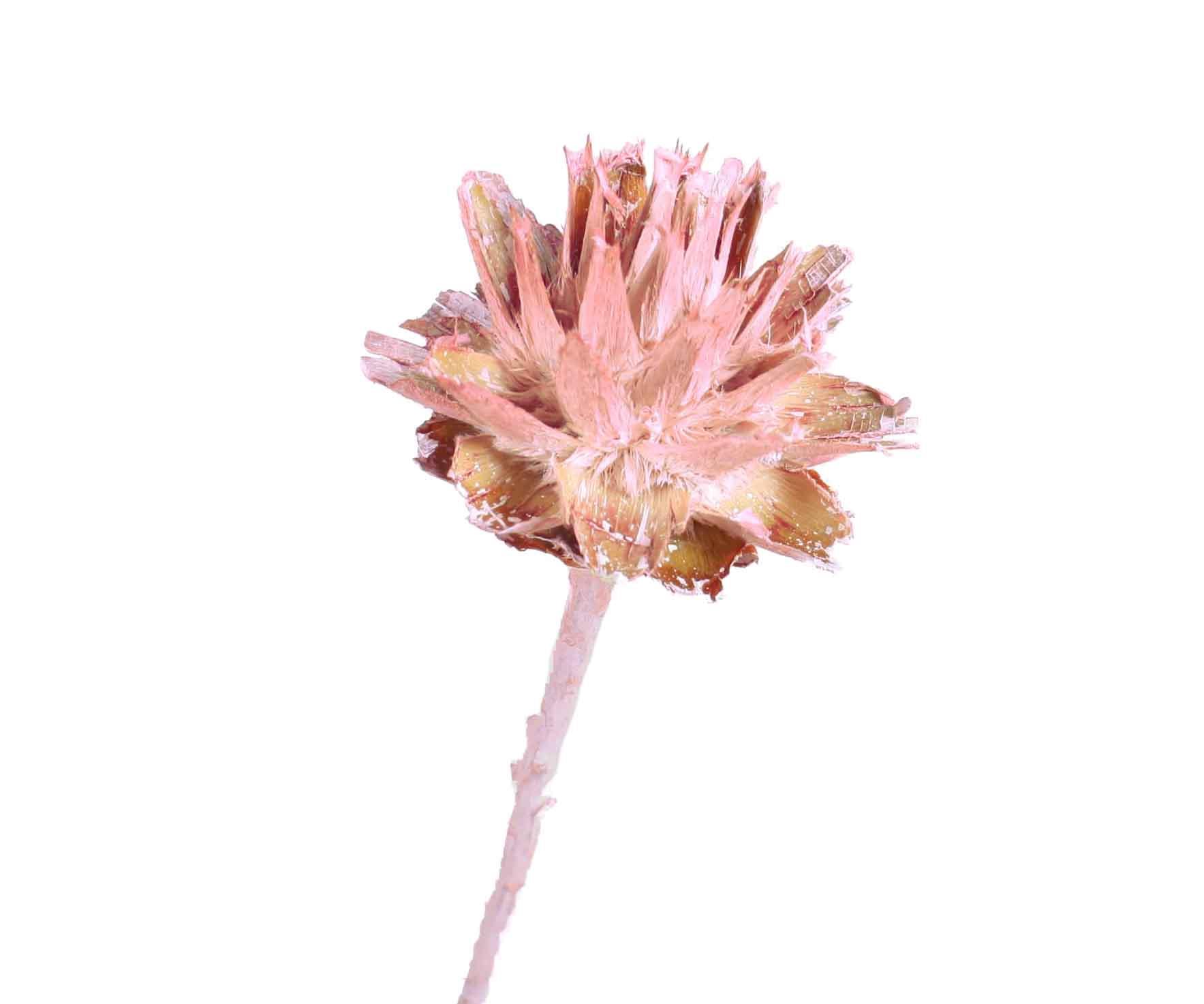 Leucospernum x1 D5-6L35-40cm altrosa frosted