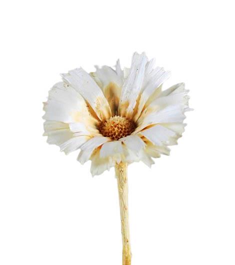 Protea geschnitten D6-7L20-25cm gebleicht