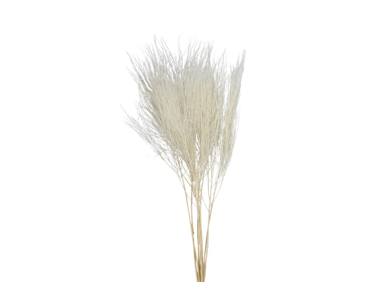 Federgras konserviert weiß L60-80cm