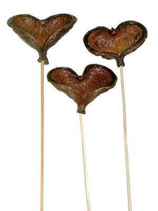 Badam extra gestielt D8-10H7-9L40cm natur