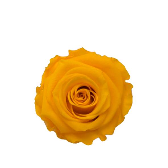 Rose "Extra" stabilisiert H6cmD6,5cm Gracious gelb NETTO