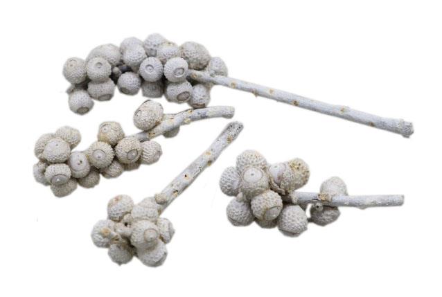 Acon am Naturstiel L13-20cm white washed