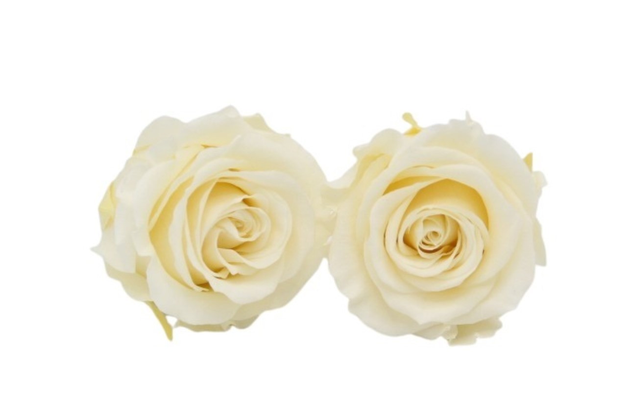 Rose stabilisiert H 5,5 cm D 5,5 cm Champagne NETTO