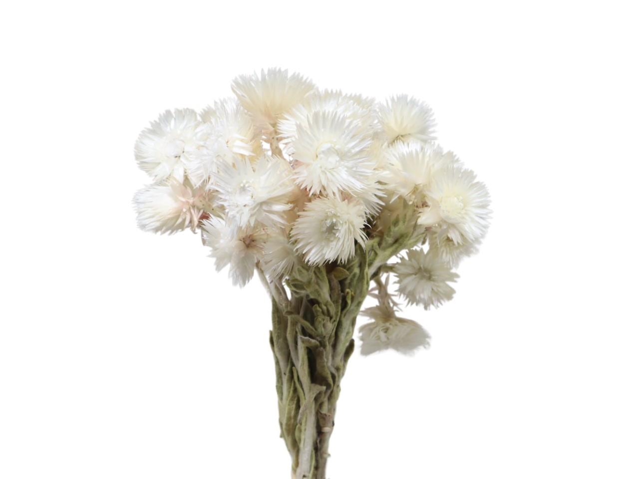 Capblumen natur Bund 50gr.