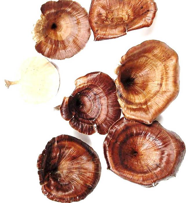 Kalyx groß D7-12cm natur lackiert