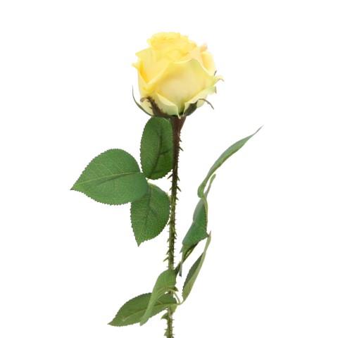Rose m. Blättern 60 cm gelb