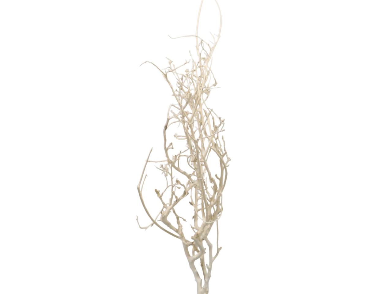 White Bush gebleicht