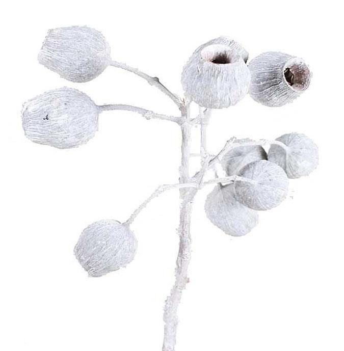 Eucalyptusglockenzweig 5-7 white washed