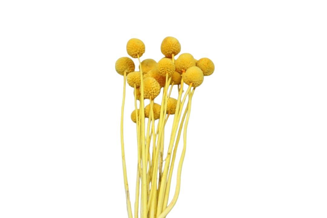 Craspedia goldgelb03