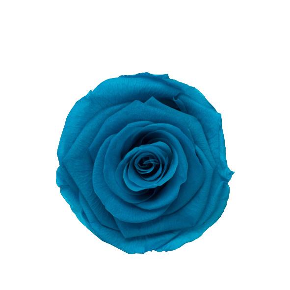 Rose "Extra" stabilisiert H6 cm D6,5 cm Auth.Turquoise NETTO