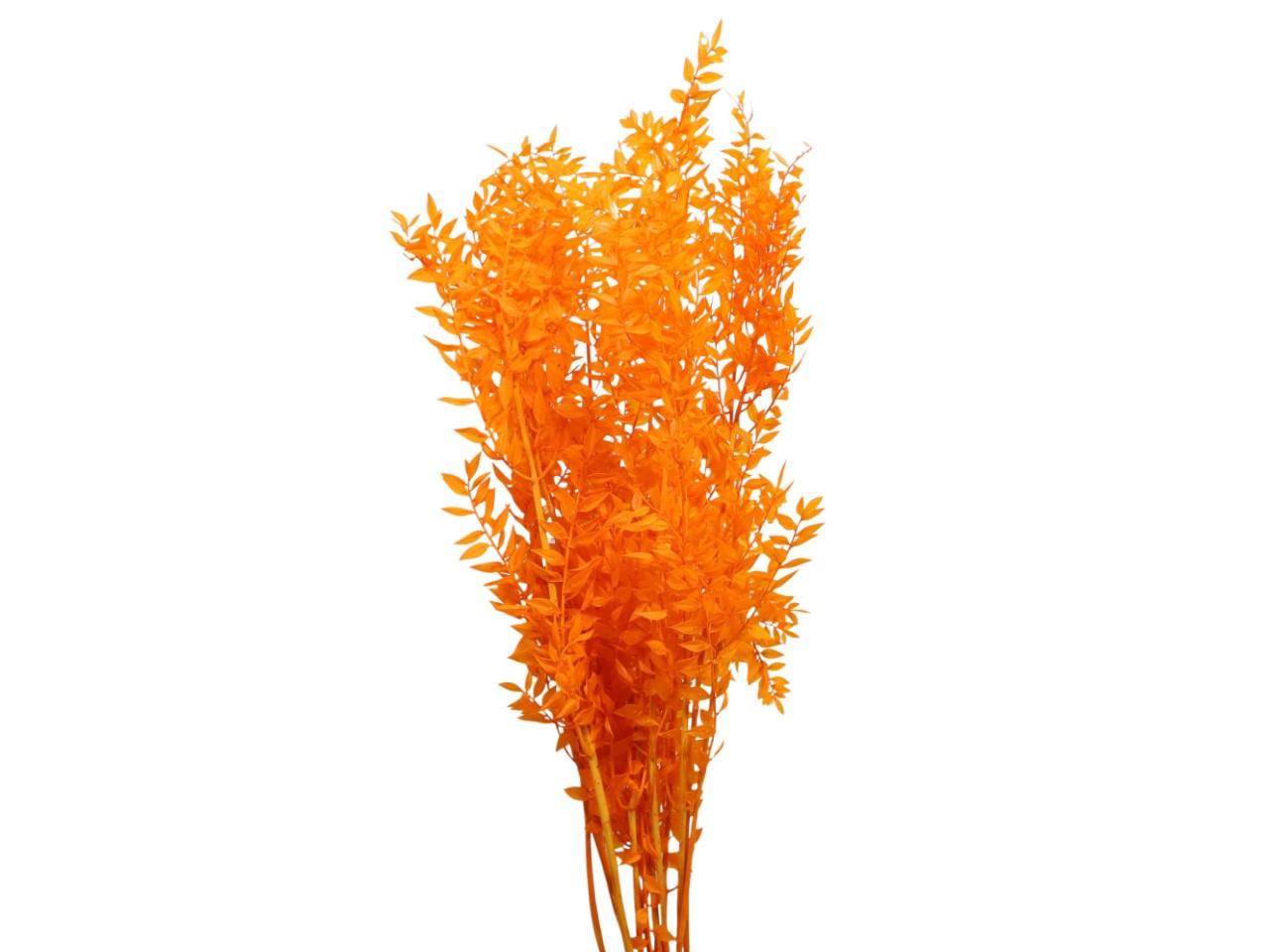 Ruskus 400gr. apricot41