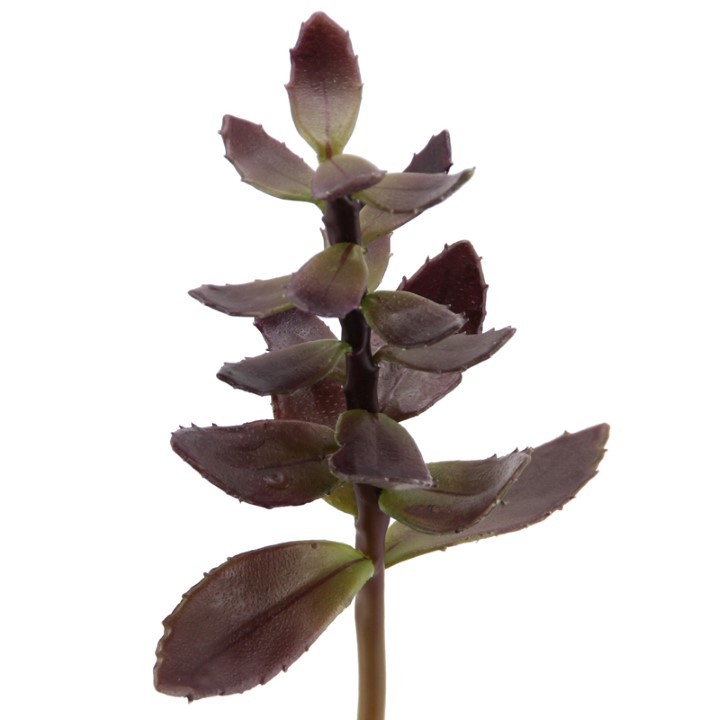 Kalanchoe 28 cm burgund