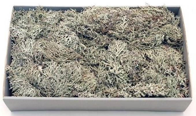 Grey (Flechte) Moos 2kg natur
