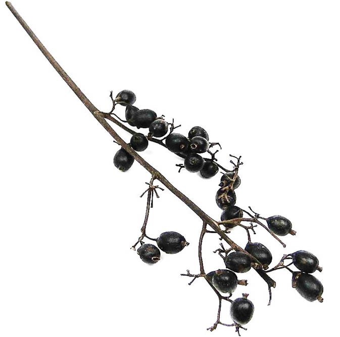 Schwarzbeerenzweig L60-70cm lackiert