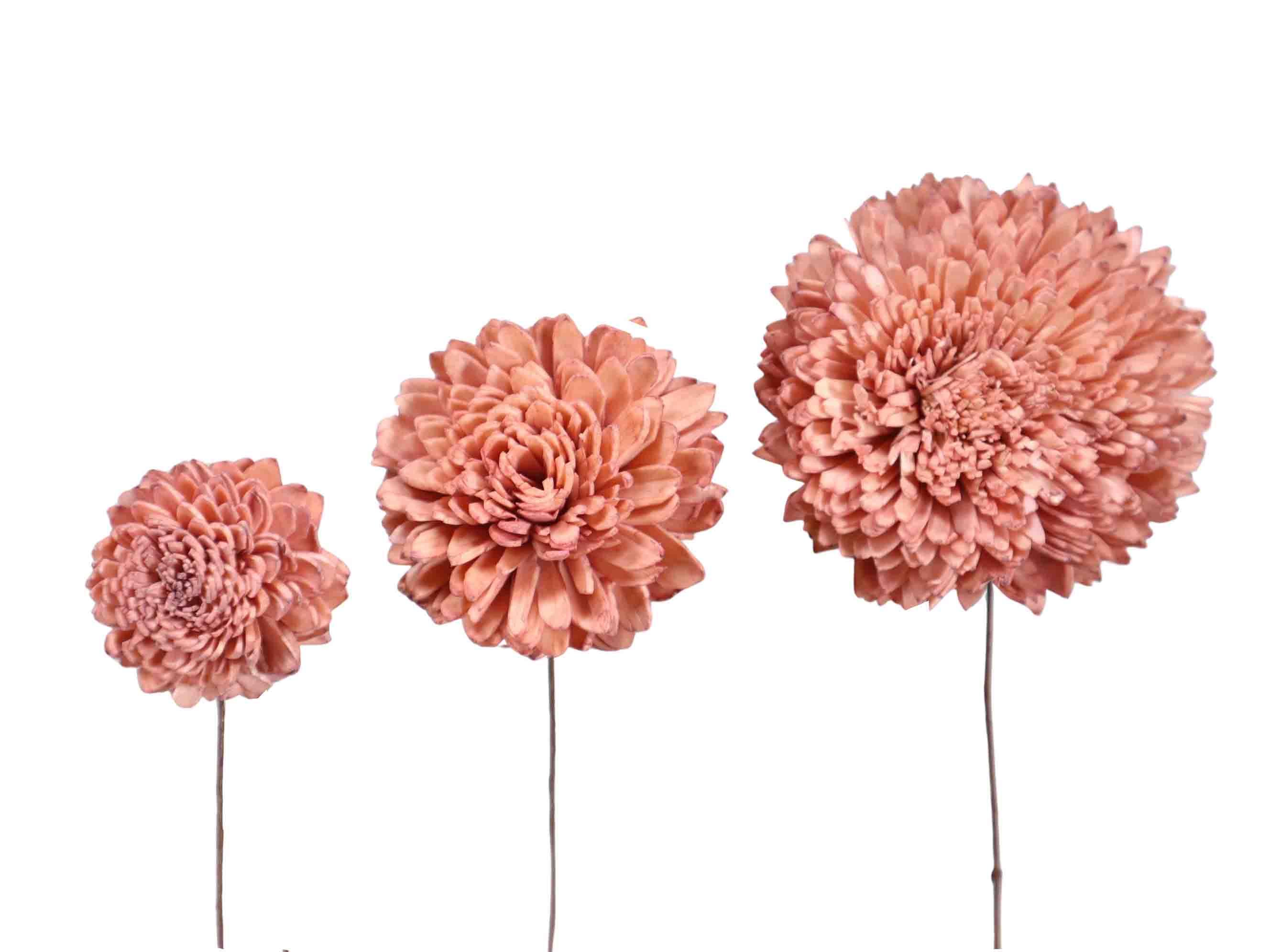 Zinie Sola am Draht D6-8-10cm sortiert je 12St. altrosa