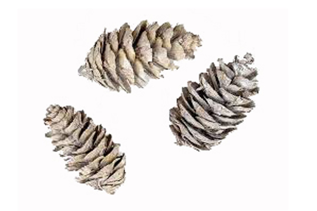 Zapfen Douglas white washed