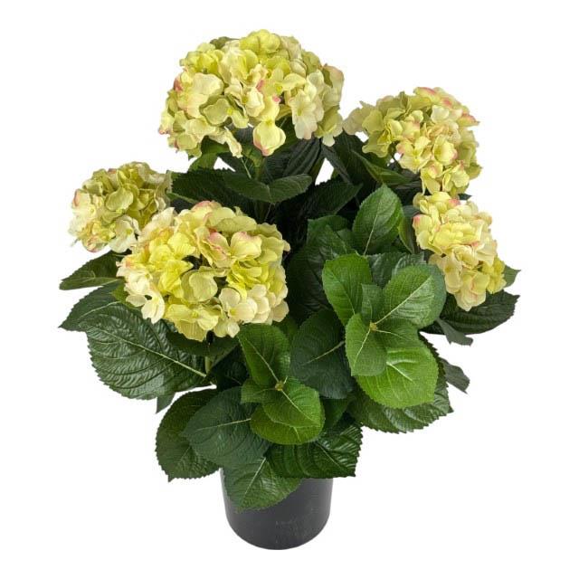 Hortensie im Topf 50 cm cream-grün