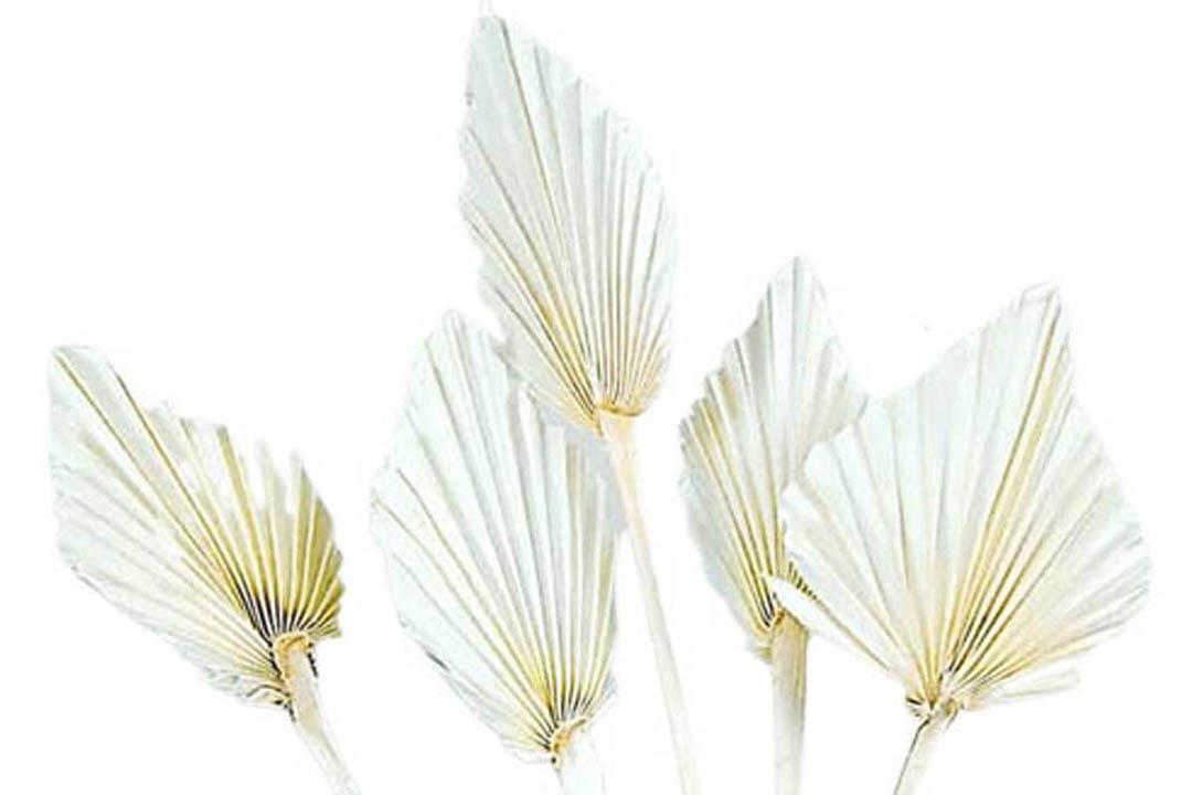 Palmspeer B10 H15 L50cm gebleicht