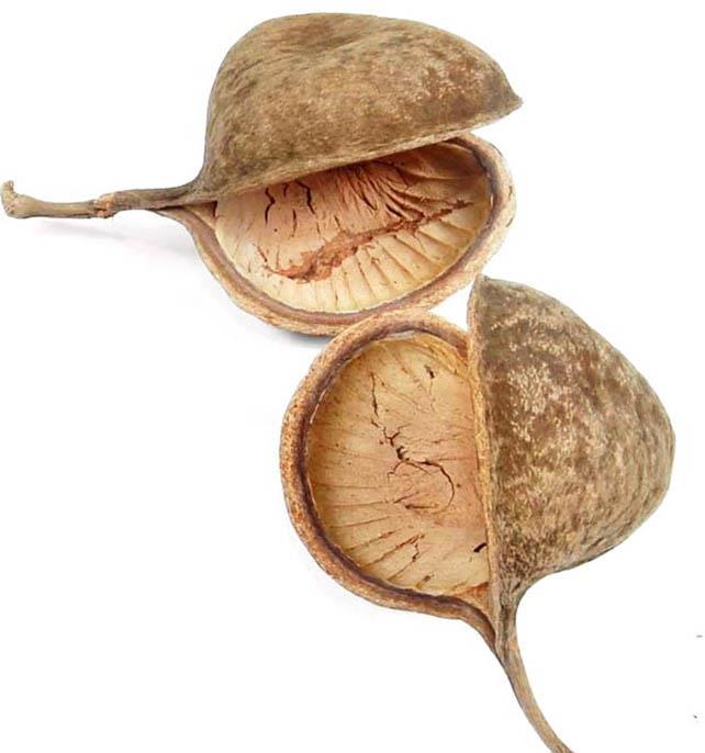 Buddha Nut D12cm natur