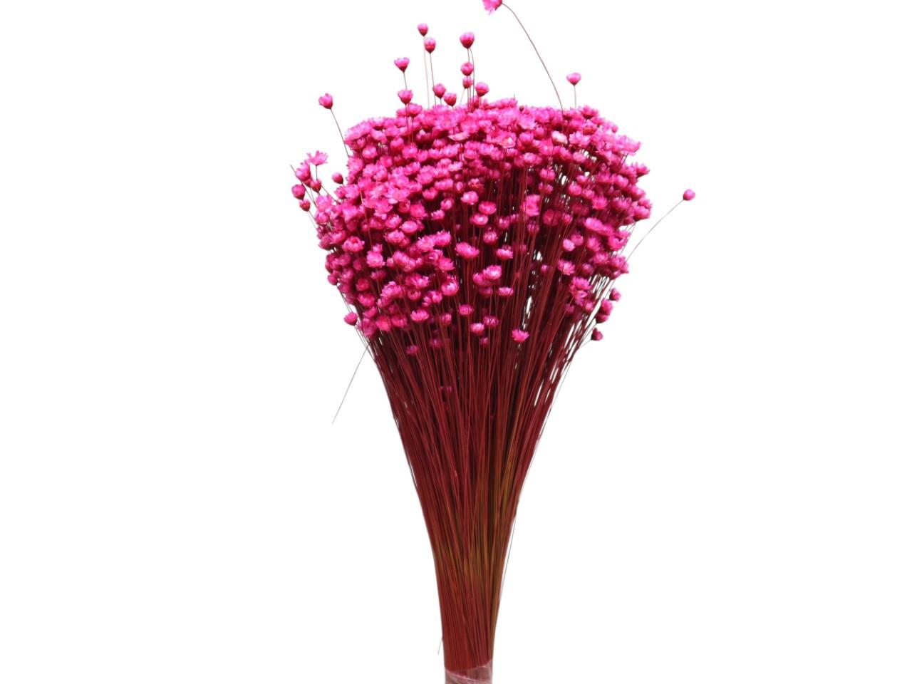 Glixia magenta 216 100gr.