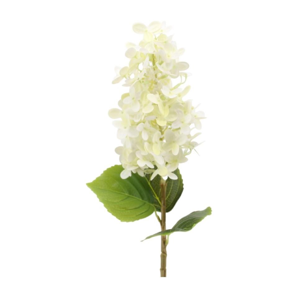 Rispenhortensie 60 cm cream