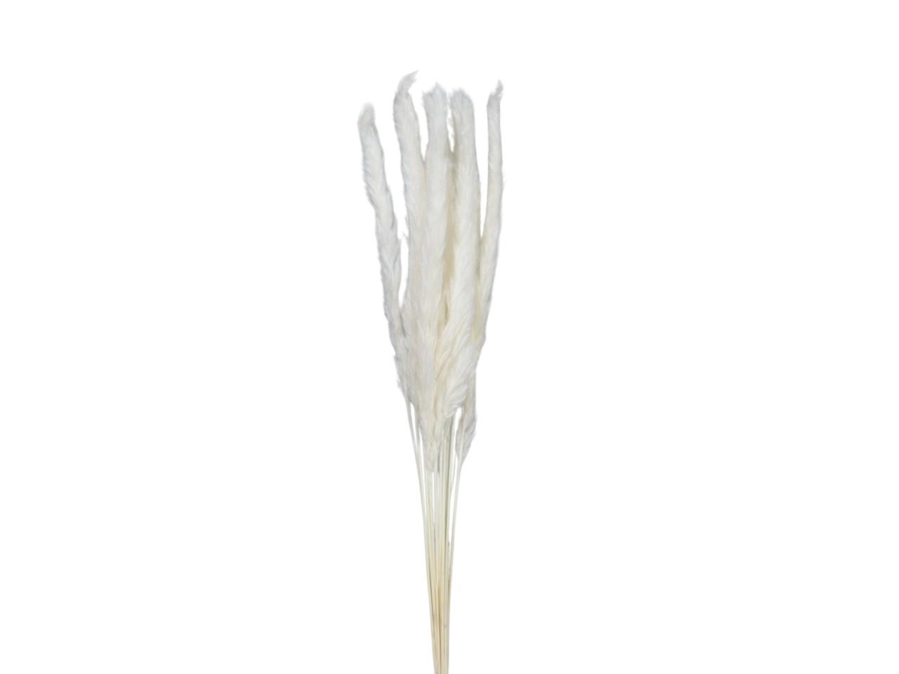 Pampas/Cortaderia 80cm gebleicht