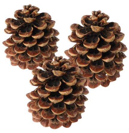 Zapfen Pinus Pinea mittel H13-D11cm natur-lackiert