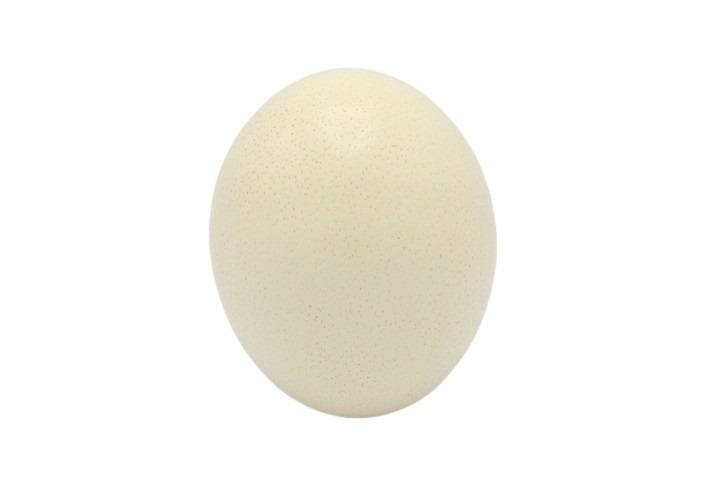 Straußenei natur NETTO