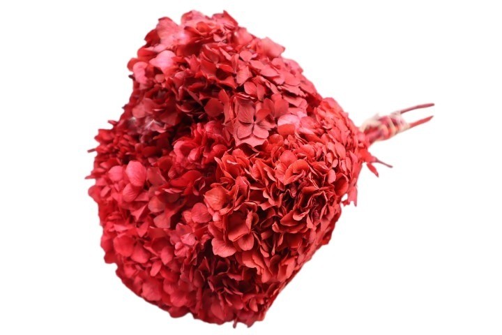 Hortensie getrocknet L45cm Kopf Dca. 15cm rot