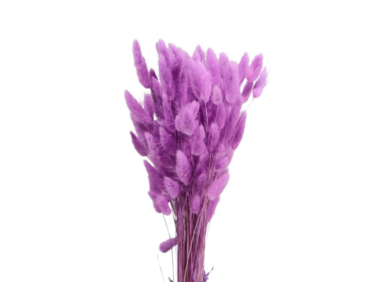 Lagurus freesie 66/P100gr.