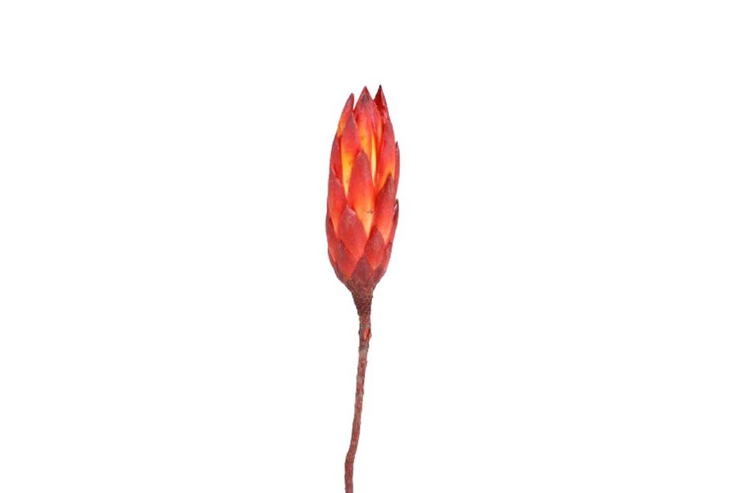 Protea Repens Bud D3H12L25-30cm rot