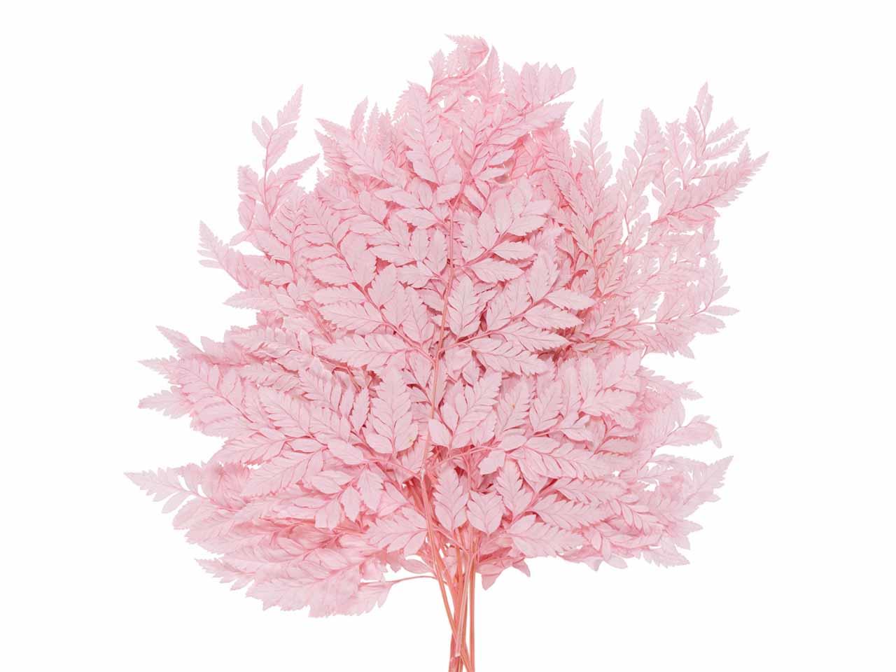 Farnwedel rose L65-70cm 10Stück im Bund