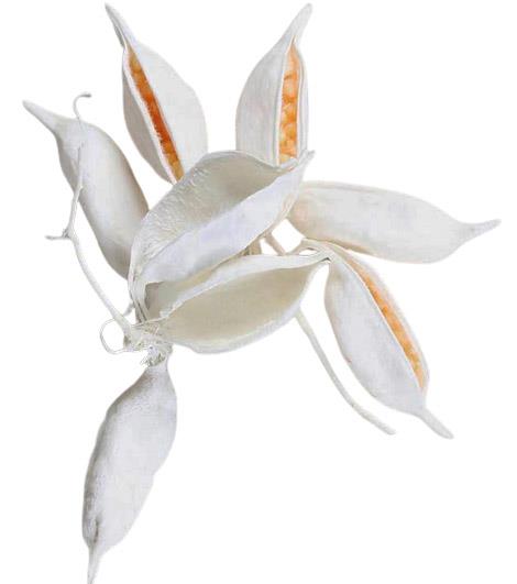 Brachyciton L5,5cm 1,5kg gebleicht