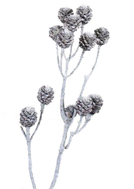 Salignum D2-3 L30-35cm 4-6 Köpfe white washed