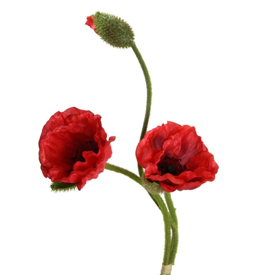 Mohnblume 2 Blüten+1Knospe rot H71cm