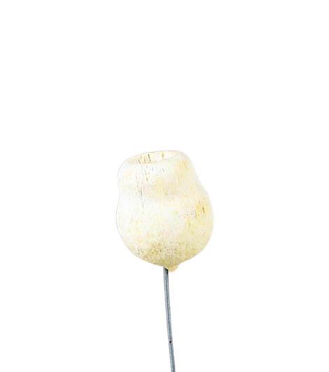 Eucalyptusglocken D4-5cm am Draht gebleicht
