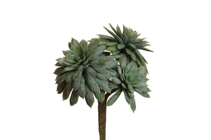 Sukkulenten & Orchideen