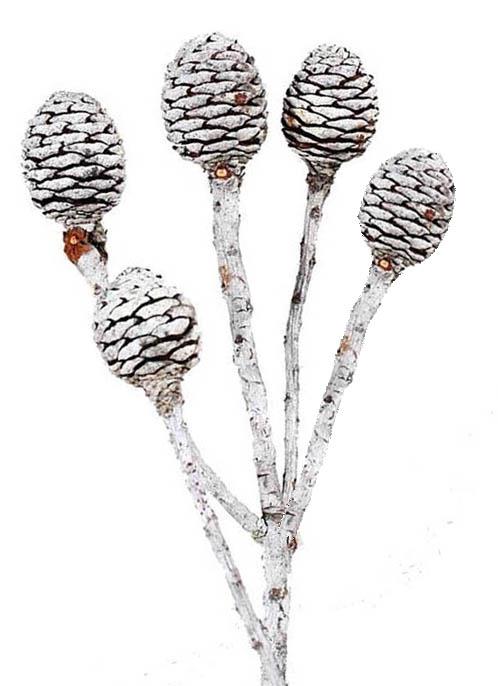Murii Zweig 5+Köpfe D3-4H4,5L35-40cm natur