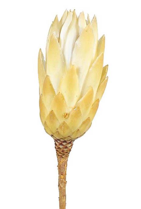 Protea Repens extra D5H10-12L25-30cm 1. Qualität cream