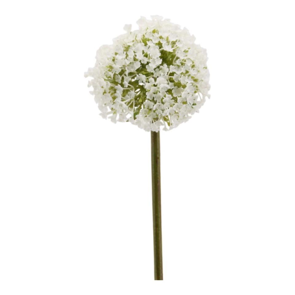 Allium 75 cm weiss