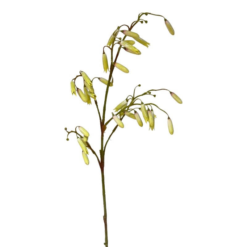 Glockenkalanchoe 102cm grün