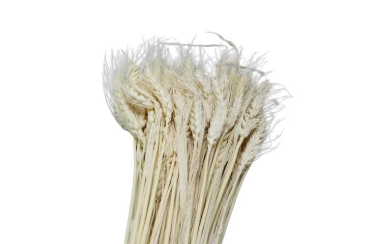 Trockenblumen Gerste gebleicht  80 gr.