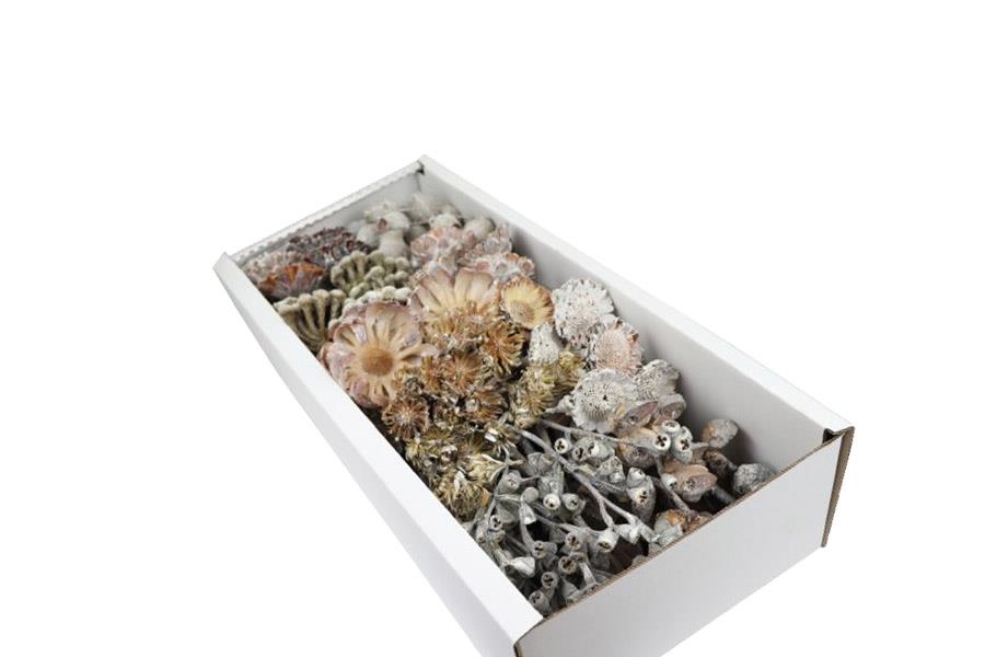 Exotensortiment Afrika white washed 75 Stück