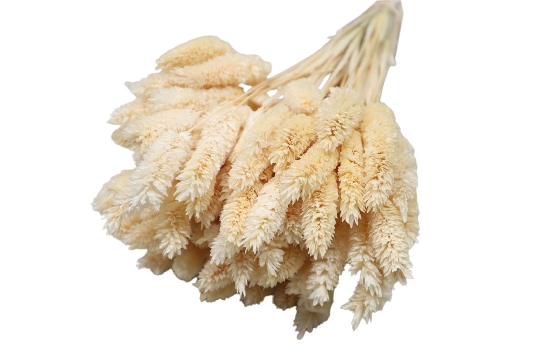 Poa Phalaris weiß 01 100gr.