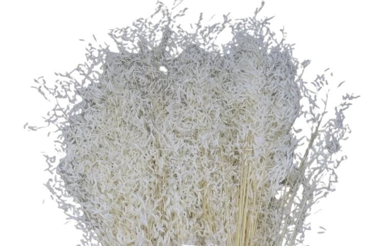 Briza Segromigno weiß 100gr.